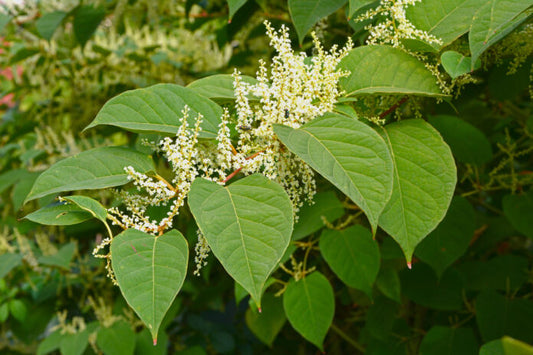 Japanischer Staudenknöterich ist eine Quelle für Resveratrol . Welche gesundheitsfördernden Eigenschaften hat der Staudenknöterich ?