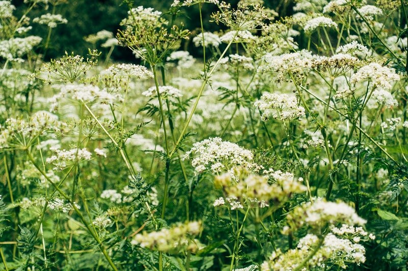 Schafgarbenkraut und seine gesundheitsfördernden Eigenschaften
