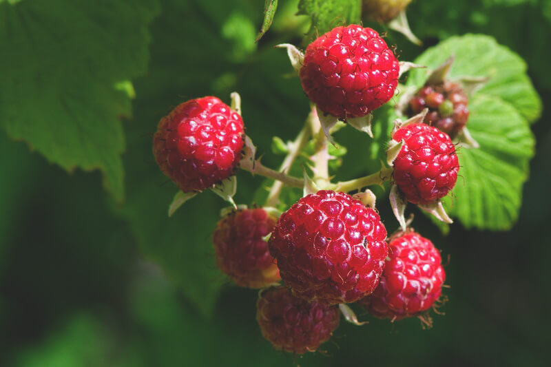 Was ist drin Samenöl Himbeeren?