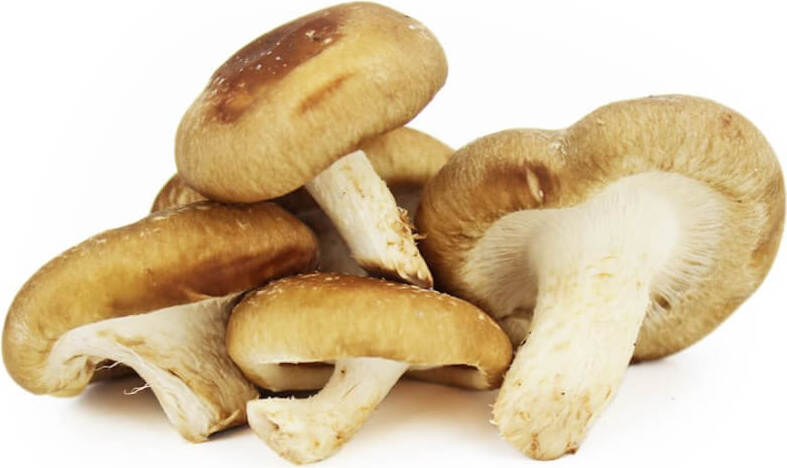 Frische Shiitake-Pilze BIO (polnisch) (ca. 200g)