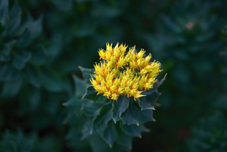 Rhodiola Rosea – was ist das und warum lohnt es sich, dieses Superfood zu wählen?