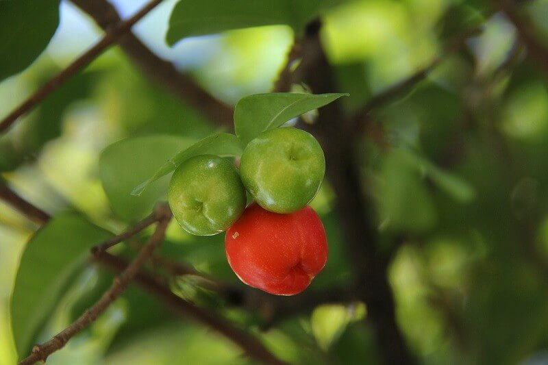 Vitamin C aus Acerola : Ein Must-Have in der kalten Jahreszeit