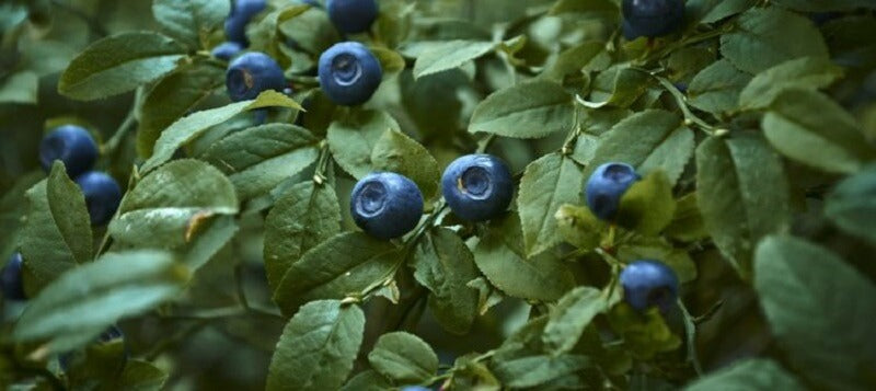 Eigenschaften, Wirkung und Verwendung von Heidelbeeren