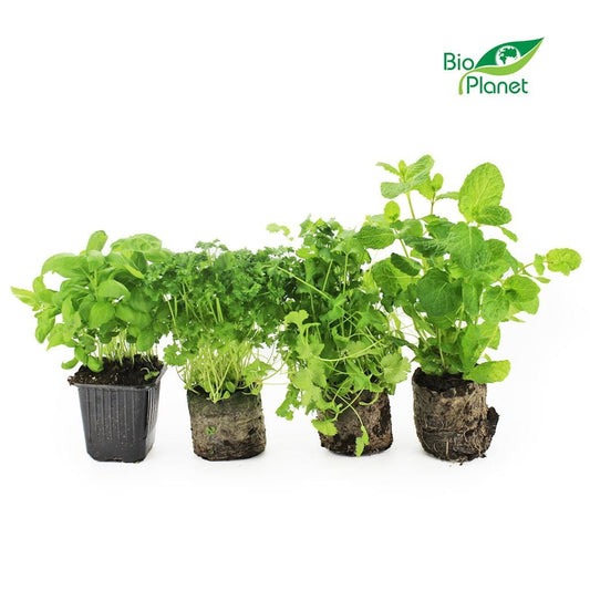 Frische Bio-Topfkräutermischung von BIO PLANET, polnisch, 6 Stück, mit Kräutern wie Petersilie, Schnittlauch und Dill in Töpfen