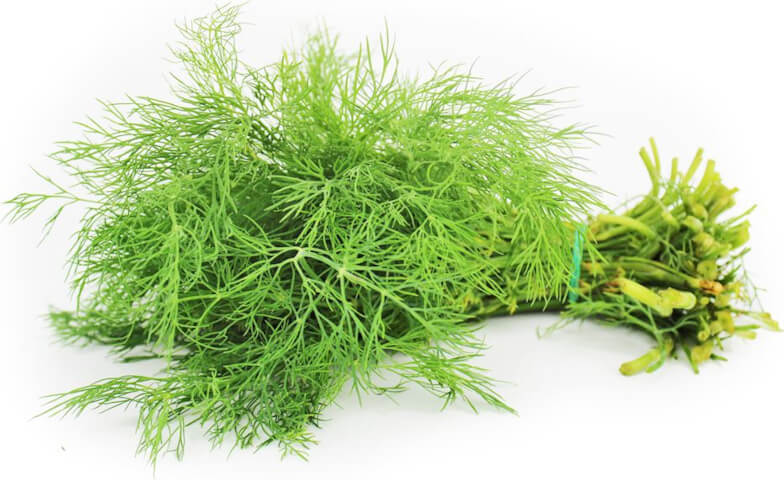 Frischer Dill (Bündel) BIO (polnisch) (ca. 50 g) Imagem principal do produto