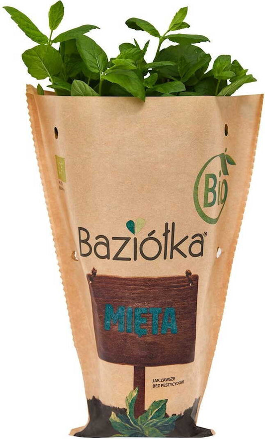 Frische Bio-Topfminze von BIO PLANET im Topf, grüne Blätter, ideal zum Kochen und für Tees, auf weißem Hintergrund.
