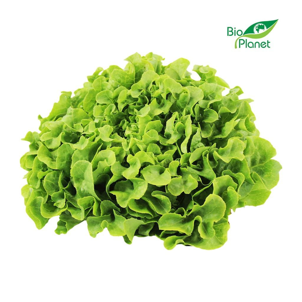 Venta lechuga verde roble fresca BIO (Polaca) (aprox. 250g)